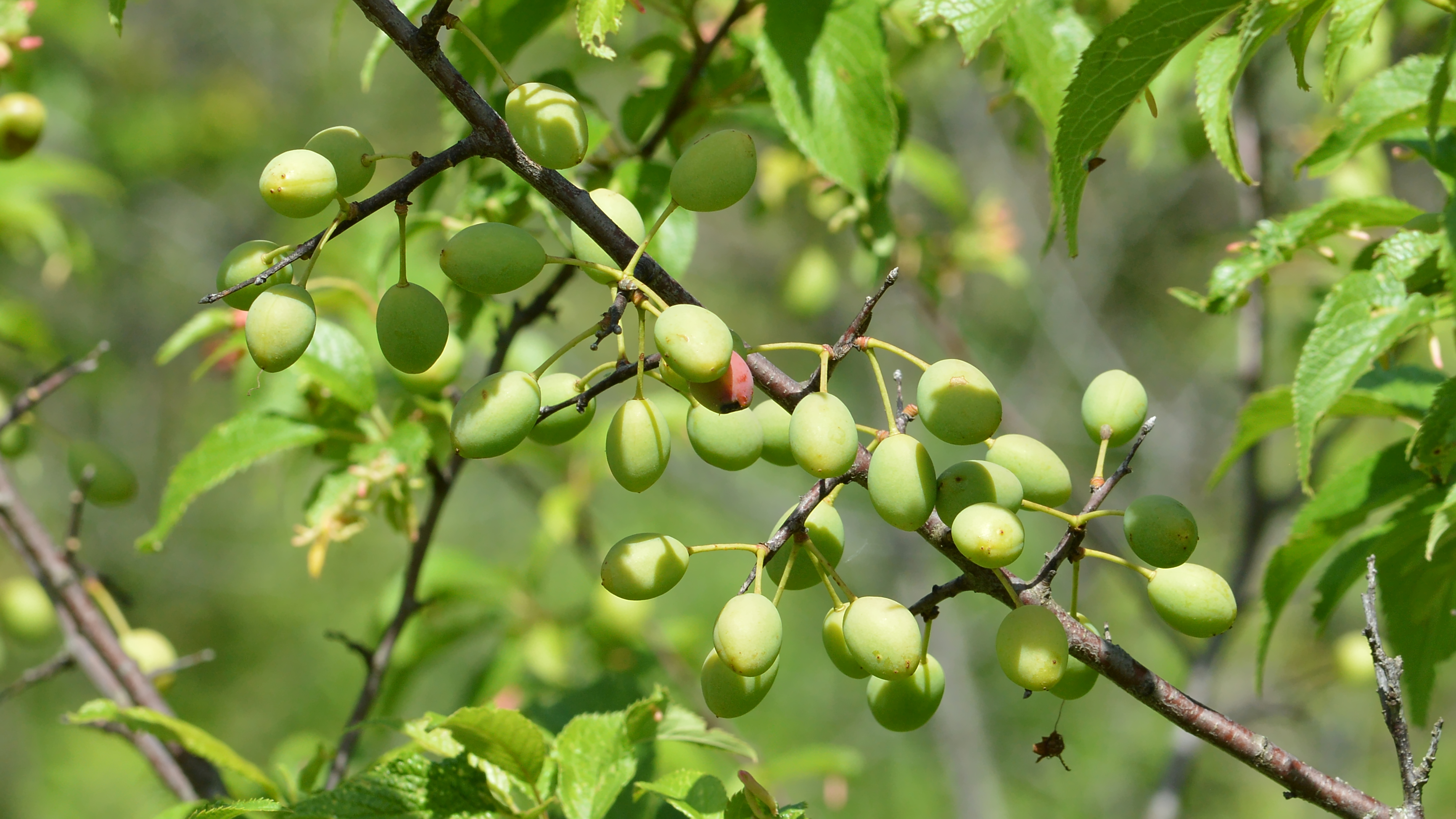 American plum